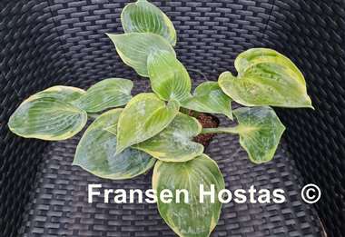 Hosta Shadow Seeker